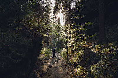 Rear view of man walking on footpath in forest