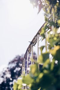 Close-up of insect on plant against sky