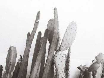 Low angle view of cactus against sky
