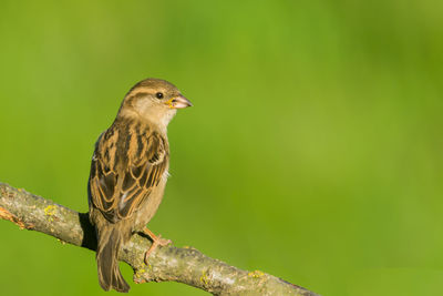 Close-up of bird perching on tree