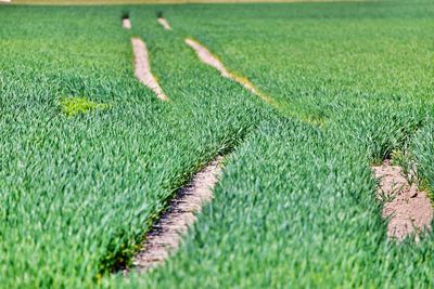 High angle view of corn field