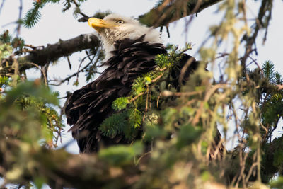 Low angle view of eagle perching on tree