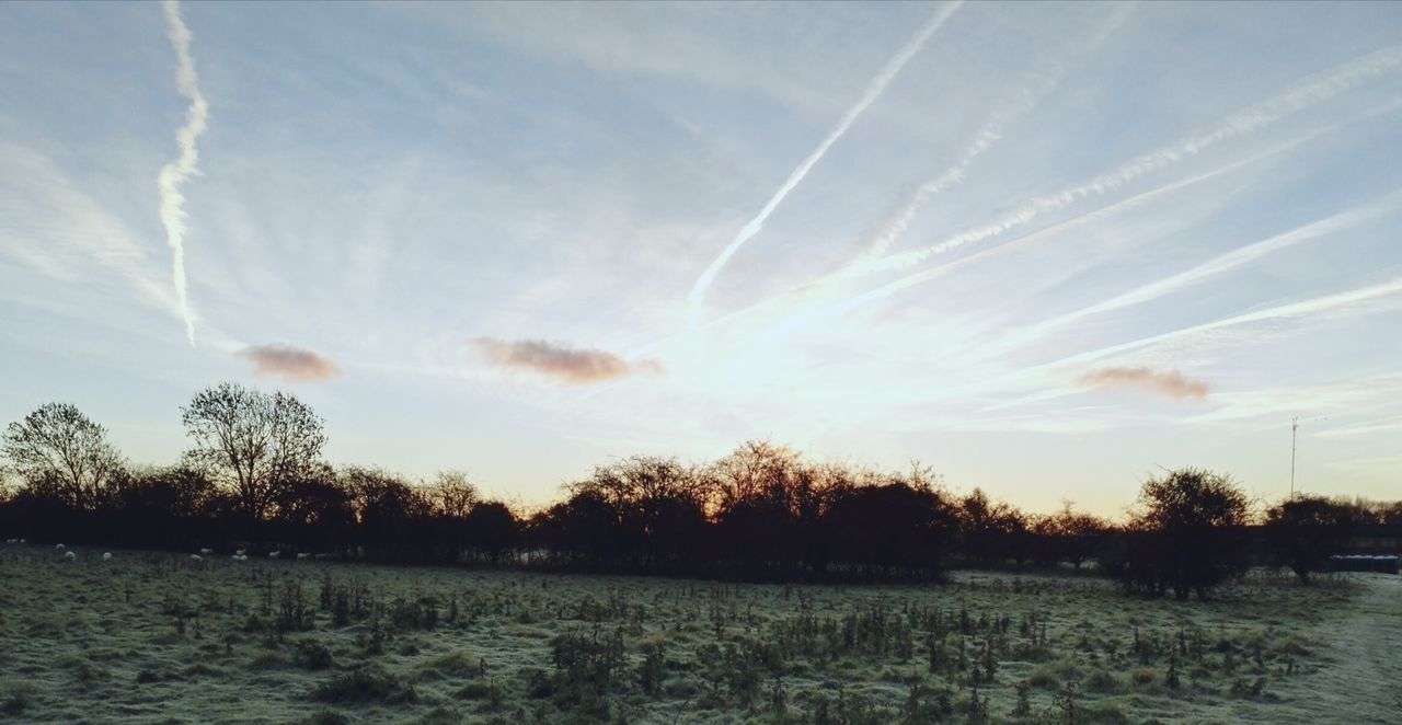 sky, tree, nature, scenics, vapor trail, tranquil scene, landscape, no people, beauty in nature, outdoors, day, contrail