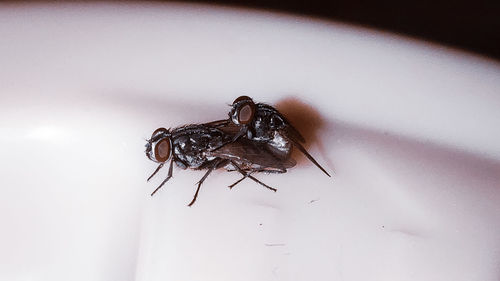 Close-up of fly on white background