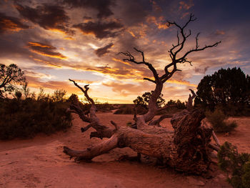Dried tree in monument valley in the sunset with colorful and spectacular clouds, arizona, usa
