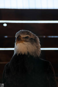 Close-up of eagle against blurred background