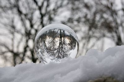 Close-up of frozen tree against sky