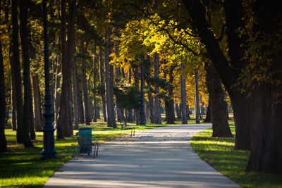 Road amidst trees on landscape