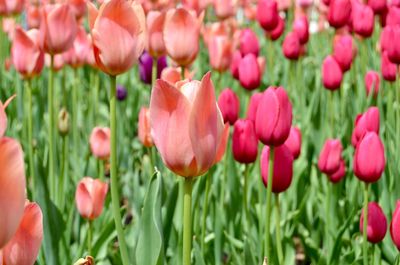 Close-up of pink tulips on field