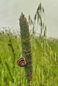 Close-up of snail on land