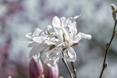 Close-up of white flowers