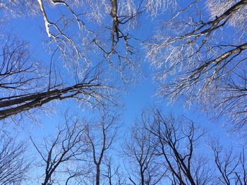 Low angle view of bare tree against blue sky