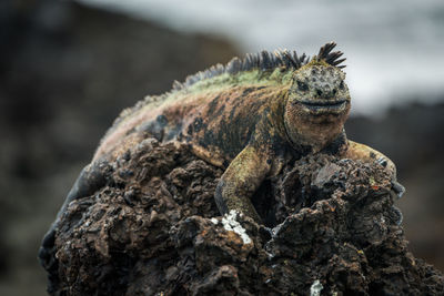 Close-up of marine iguana on rock