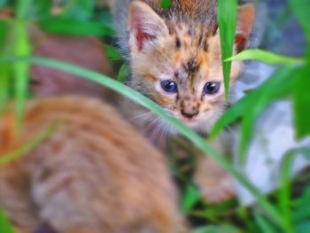 Close-up portrait of cat