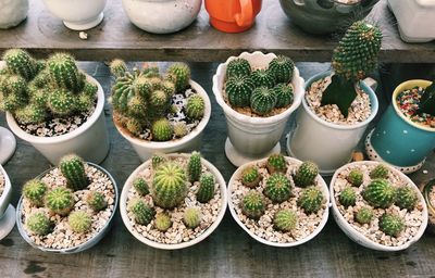 High angle view of potted plants on table