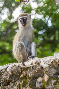 Monkey sitting on rock