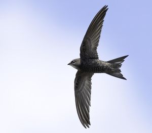 Low angle view of bird flying in sky