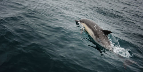 High angle view of dolphin swimming in sea