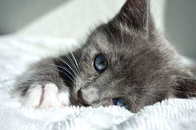 Kitten laying down showing off bright vibrant eyes 