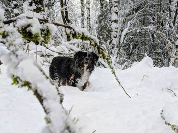 Dog on snow covered landscape