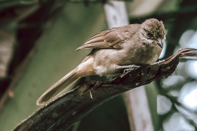 Close-up of bird perching on branch