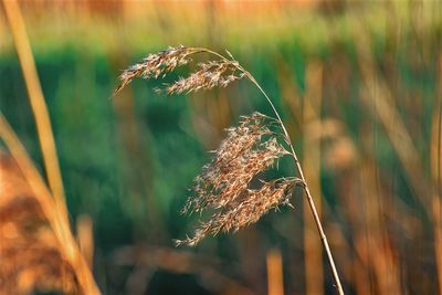 Close-up of stalks in field