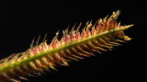 Close-up of fern against black background