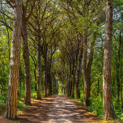 Footpath amidst trees in forest