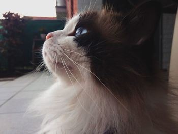Close-up of cat looking away