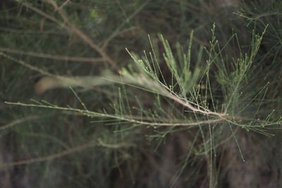 Close-up of fresh green plant on land