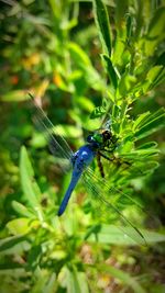Close-up of insect on plant