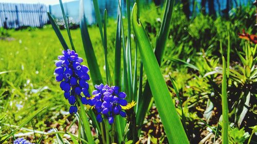 Close-up of purple flowers blooming in field