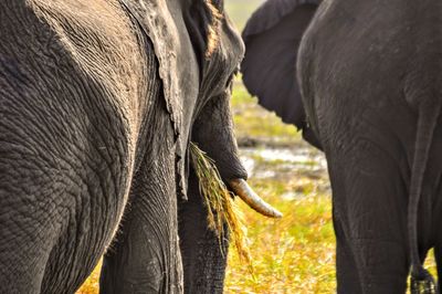 Close-up of elephant in a field