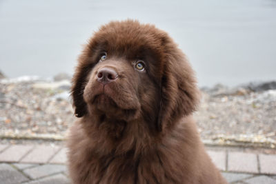 Cute brown newfie puppy dog with a pink nose.