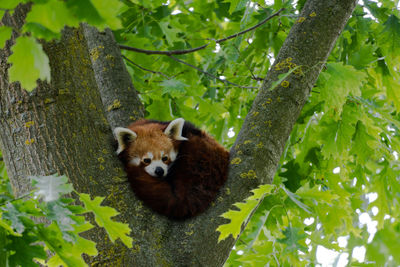 Portrait of squirrel on tree