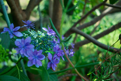 Close-up of purple flowering plants