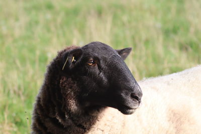 Close-up of a sheep in a field