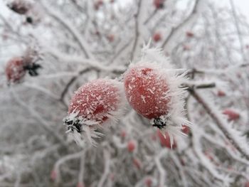 Close-up of frozen plant