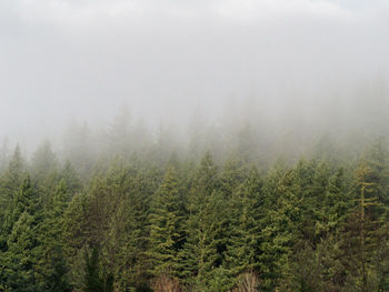 Trees in forest during foggy weather against sky