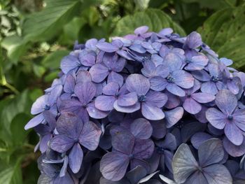 Close-up of purple hydrangea flowers