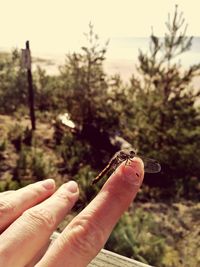 Close-up of hand holding lizard on tree