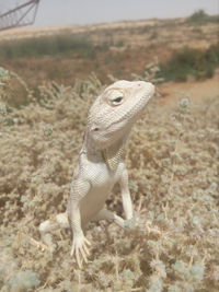 Close-up of lizard on land