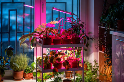 Phyto lamp illuminates plant at home. led lamp for supplementary lighting of houseplants in winter