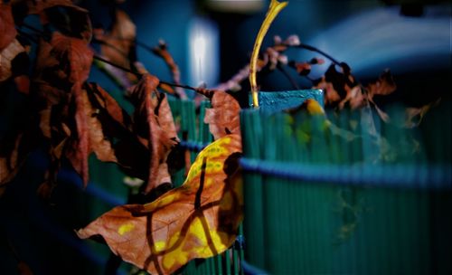 Close-up of dry autumn leaf