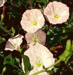 Close-up of plant