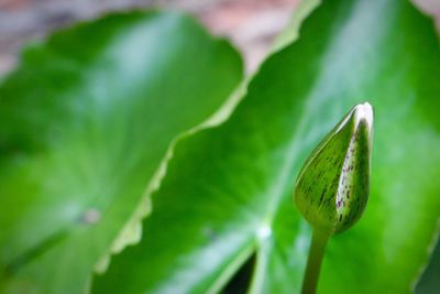 Close-up of fresh green leaf