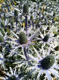 Close-up of flowering plant on field