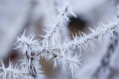 Close-up of frozen plants during winter