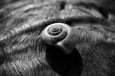 Close-up of snail on wood