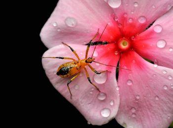 Close-up of insect on pink flower